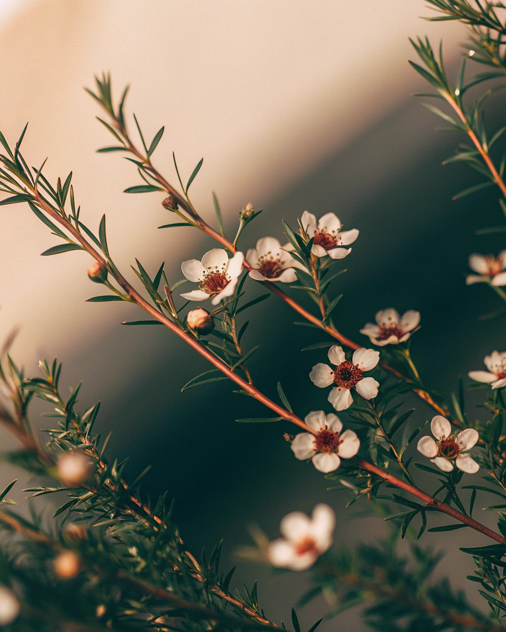 Die Wirkung von Manuka Honig