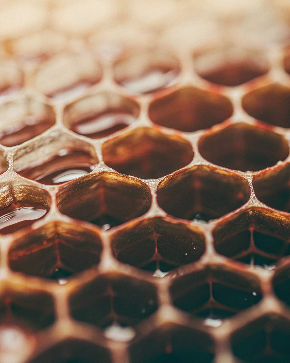 Was ist Manuka Honig?